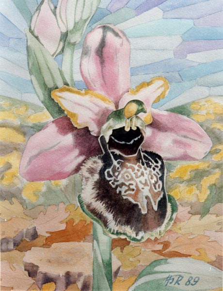 Ophrys aveyronensis