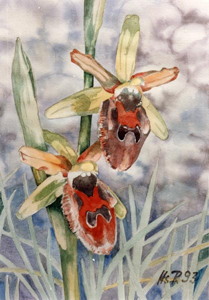 Ophrys promontorii