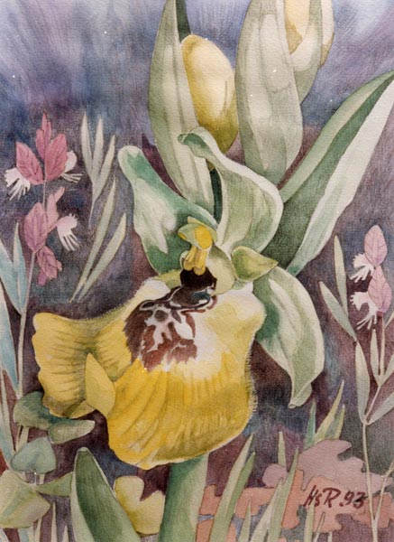 Ophrys lacaitae