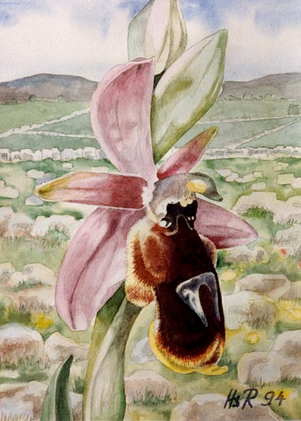 Ophrys lunulata