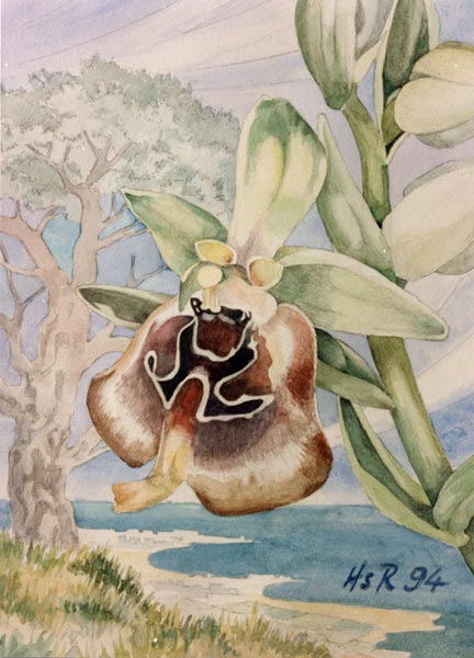 Ophrys oxyrrhynchos