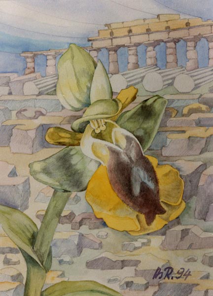 H R Reinhard Orchideen Aquarelle