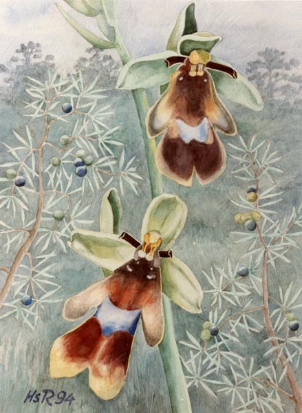 Ophrys insectifera