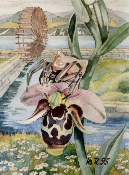 Ophrys oestrifera