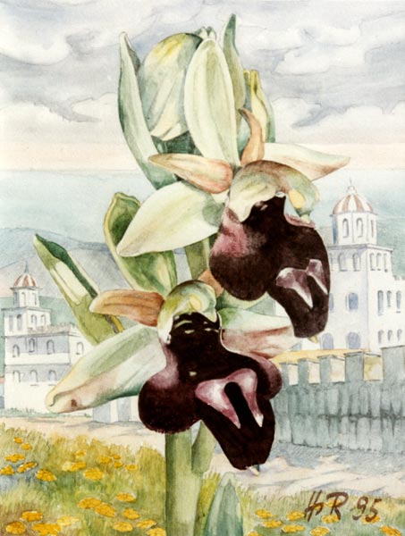 Ophrys gottfriediana