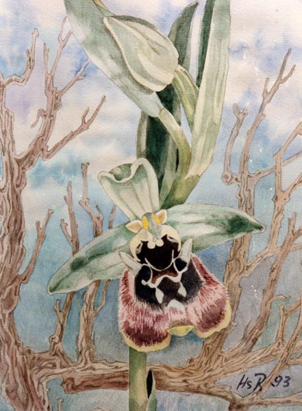 Ophrys bornmuelleri